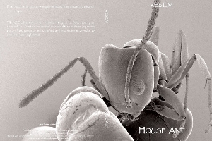Discover House Ants