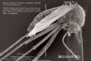 Discover Mosquitoes